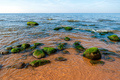 Sea green algae on stone in water. Wet seaweed covered stone. - PhotoDune Item for Sale