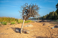 rocky Baltic sea shore, pine forest, Latvia - PhotoDune Item for Sale