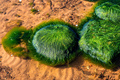 Green background of algae seaweed. Stone with bright seaweed closeup. - PhotoDune Item for Sale