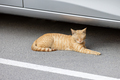 Cute ginger cat sleeping on the street next to the car - PhotoDune Item for Sale
