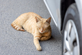 Young ginger kitten sleeping by the car in the street - PhotoDune Item for Sale