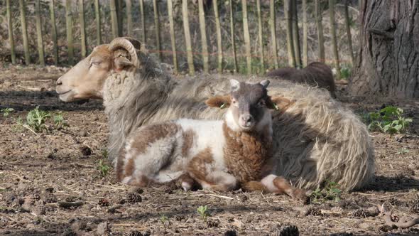 Sheep and Lambs in spring season, new life