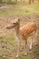 Young spotted deer in the forest thicket close-up - PhotoDune Item for Sale