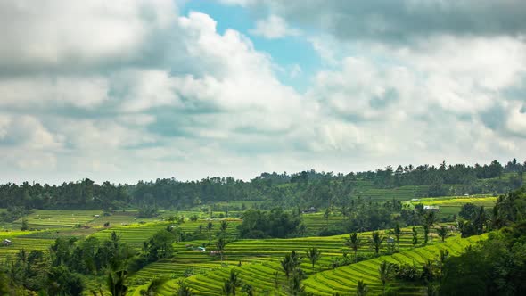 Time lapse the lush green rice paddies of Bali.