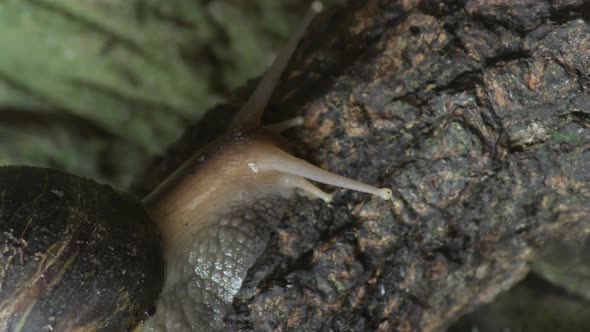 Giant Snail Crawling