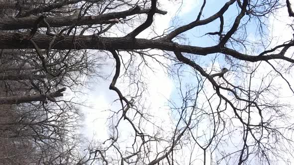 Vertical Video of the Forest with Trees Without Leaves Slow Motion