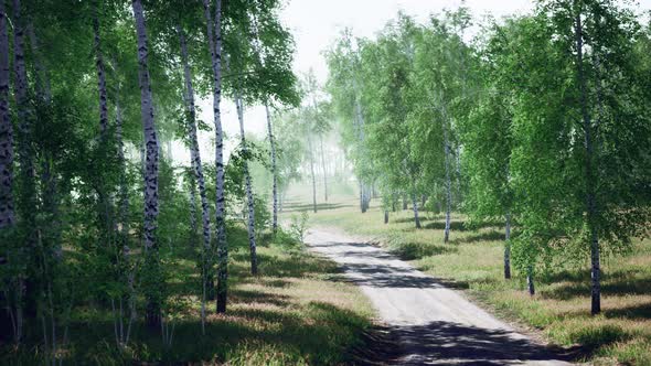 Birch Forest in Sunlight in the Morning