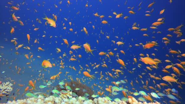 Tropical Underwater Reef Sea Fish