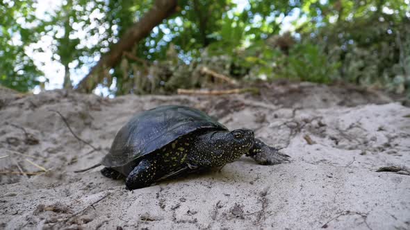 River Turtle Crawling on Sand To Water Near Riverbank. Slow Motion