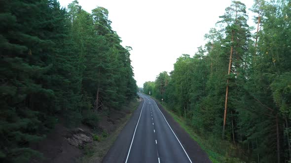 Asphalt Road Through Pine Forest