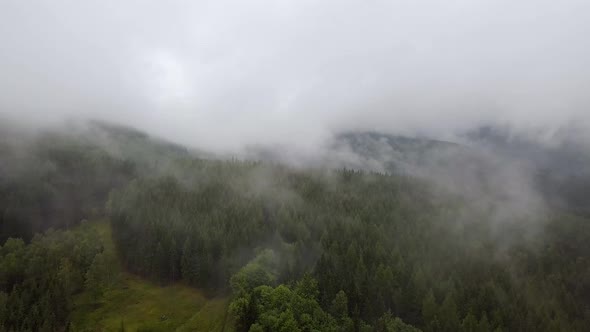 Flying In Clouds above Forest