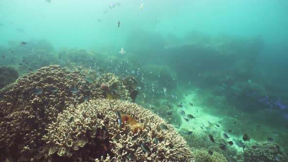 Coral Reef with Fish Underwater