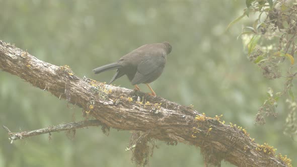 Close up of a Sooty Thrush sitting on the tree branch in a rainforest