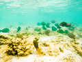 corals and tropical fish underwater sea life - PhotoDune Item for Sale
