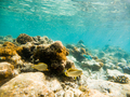 corals and tropical fish underwater sea life - PhotoDune Item for Sale