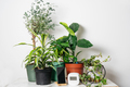 Automatic home watering system for green plants monitored with smartphone - PhotoDune Item for Sale