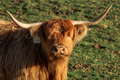 Scottish Highland Cow - PhotoDune Item for Sale
