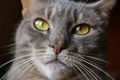Portrait of a tabby cat - PhotoDune Item for Sale