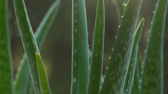 Aloe Vera 05