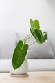 Philodendron burle marx. - PhotoDune Item for Sale
