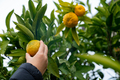 Hand of a boy checking and picking a ripe mandarin citrus fuit growing on a green tree - PhotoDune Item for Sale