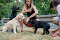 Caucasian female dog owner obedience training her three dogs - PhotoDune Item for Sale