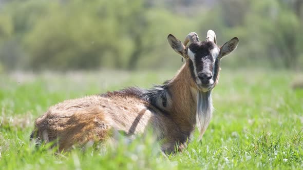 Domestic Milk Goat with Long Beard and Horns Resting on Green Pasture Grass on Summer Day