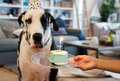 Pet dog birthday party - PhotoDune Item for Sale