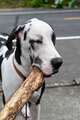 Dog carrying large stick - PhotoDune Item for Sale