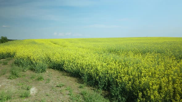 Blooming rapeseed field. Aerial photography.