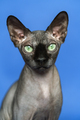 Canadian Sphynx cat. Close-up portrait of cat on blue background - PhotoDune Item for Sale