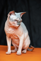 Hairless Canadian Sphynxon black and orange background - PhotoDune Item for Sale