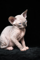 Portrait of hairless kitty with blue eyes on black color velour background. - PhotoDune Item for Sale