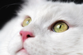 Extreme close-up portrait of white color American Longhair Cat on black background - PhotoDune Item for Sale