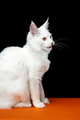 Sweet longhair cat breed Maine Shag Cat. Side view portrait on black and orange background - PhotoDune Item for Sale