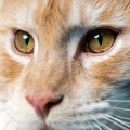 Extreme close-up portrait of red tabby Maine Coon Cat looking at camera - PhotoDune Item for Sale