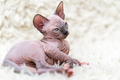 Portrait of Canadian Sphynx Cat kitten lying on white background, carpet with long pile - PhotoDune Item for Sale