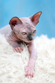 Sphynx Cat kitten lying down on white carpet and blue background - PhotoDune Item for Sale