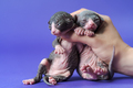 Cattery female worker shows two weeks old bicolor kittens of Canadian Sphynx on blue background - PhotoDune Item for Sale