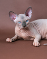 Portrait of blue mink and white color Sphinx Cat 4 months old with blue eyes. Studio shot - PhotoDune Item for Sale