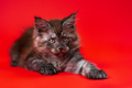 Beautiful young female pussy American Forest Coon lies with outstretched paw on red background - PhotoDune Item for Sale