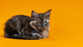 Young cute female cat of color black smoke of Maine Coon Cat breed lying down on yellow background - PhotoDune Item for Sale