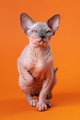 Small female Hairless Sphynx Cat sits on orange background, raised its front paw, looks at camera - PhotoDune Item for Sale