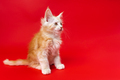 Portrait of two month old kitten of Maine Coon breed of color silver classic tabby on red background - PhotoDune Item for Sale
