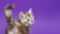 Young pedigreed Maine Coon Cat black silver patched tabby stands on purple background, raising tail - PhotoDune Item for Sale