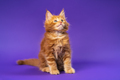 Portrait of playful longhair of Maine Coon Cat sitting on violet background and looking up - PhotoDune Item for Sale
