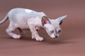 Young Canadian Sphynx Cat of color blue mink and white walking on brown background and looking down - PhotoDune Item for Sale