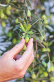 olives on the branch. hand on the green background - PhotoDune Item for Sale