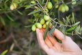 olives on the branch. hand on the green background - PhotoDune Item for Sale