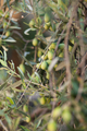 olive tree in the garden    - PhotoDune Item for Sale